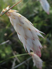 Johnsonia lupulina