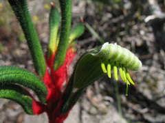 Anigozanthos manglesii manglesii