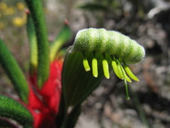 Anigozanthos manglesii manglesii