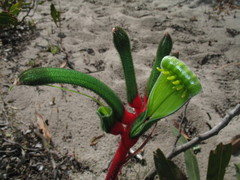 Anigozanthos manglesii manglesii