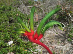 Anigozanthos manglesii manglesii