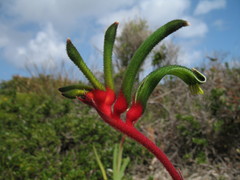 Anigozanthos manglesii manglesii