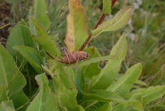 Psorodonotus