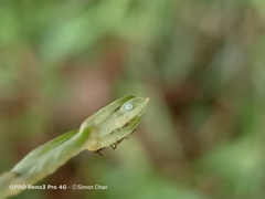 Catochrysops panormus exiguus