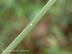 Catochrysops panormus exiguus