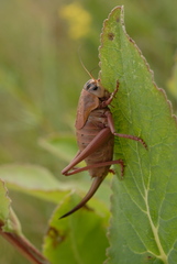 Psorodonotus