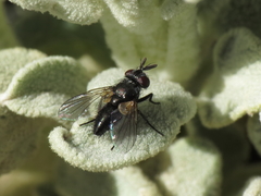 Ligeria angusticornis