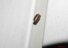Acleris pulverosana