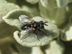 Ligeria angusticornis
