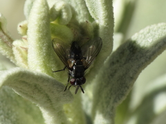 Ligeria angusticornis