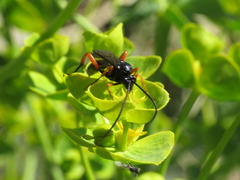 Pseudoamblyteles