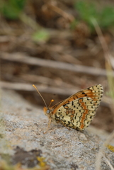 Melitaea interrupta