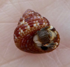 Calliostoma supragranosum