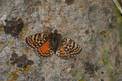Melitaea interrupta
