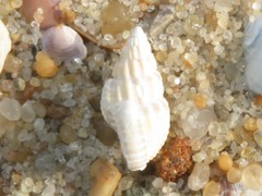 Tritia varicosa