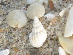 Tritia varicosa