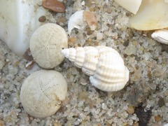 Tritia varicosa