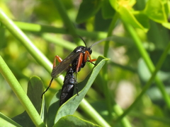 Pseudoamblyteles