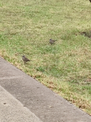Zonotrichia capensis chilensis