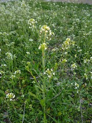 Capsella grandiflora