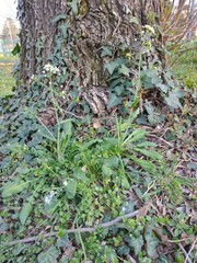 Capsella grandiflora