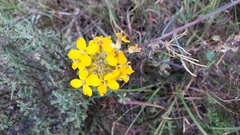 Erysimum suffrutescens