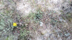 Erysimum suffrutescens