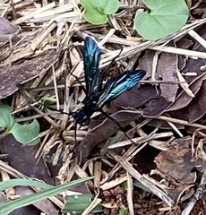 Batozonellus fuliginosus