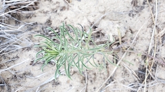 Erigeron blochmaniae