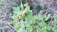 Ribes divaricatum pubiflorum