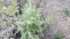 Ribes divaricatum pubiflorum