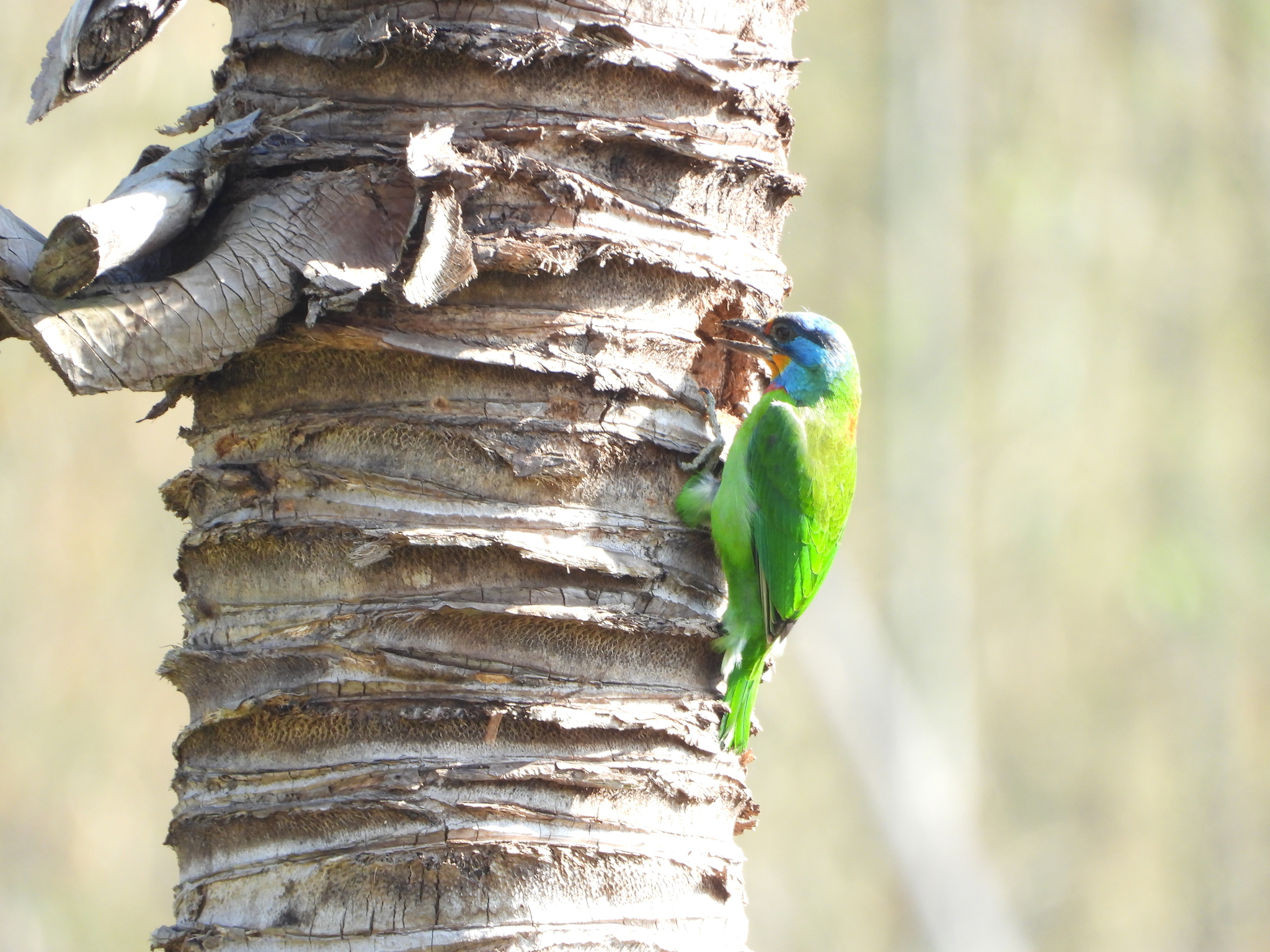Taiwan Barbet