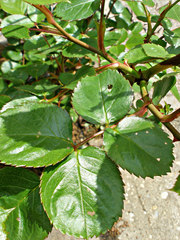 Cladius pectinicornis