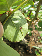 Cladius pectinicornis