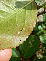 Cladius pectinicornis