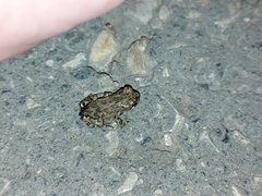 Bufotes viridis