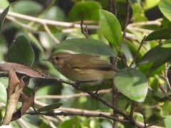 Phylloscopus collybita