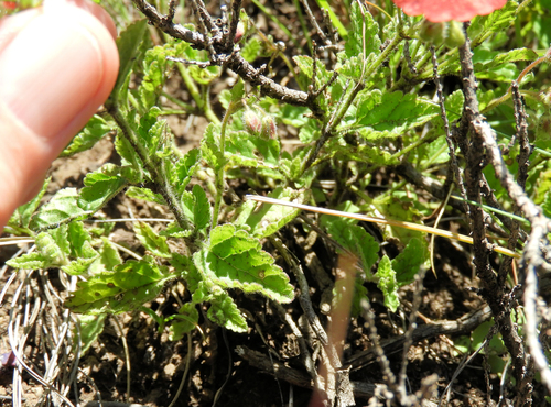 Jamesbrittenia breviflora image