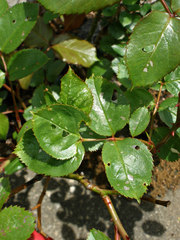 Cladius pectinicornis