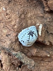 Aspidoproctus maximum