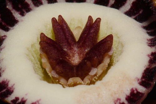 Image of Asarum finzelii by (c) Brian Finzel, some rights reserved (CC BY-SA)