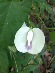 Centrosema sagittatum