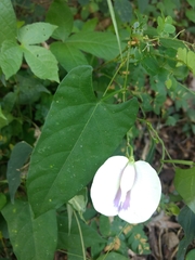 Centrosema sagittatum