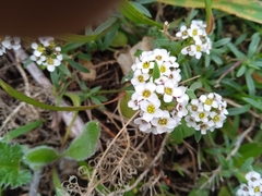 Lobularia maritima maritima