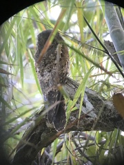 Nyctibius griseus
