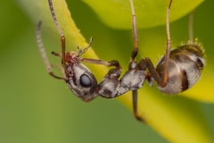Formica cinerea