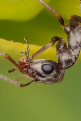 Formica cinerea