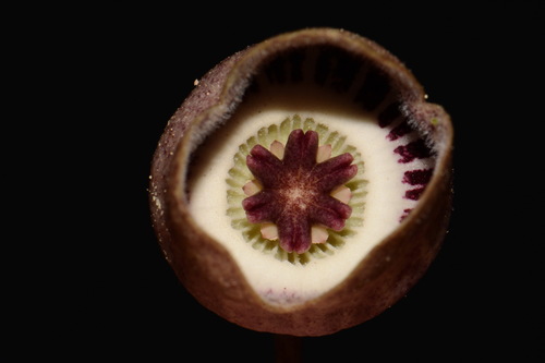 Image of Asarum finzelii by (c) Brian Finzel, some rights reserved (CC BY-SA)