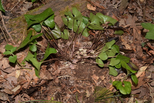 Image of Asarum finzelii by (c) Brian Finzel, some rights reserved (CC BY-SA)