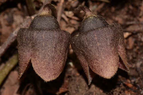 Image of Asarum finzelii by (c) Brian Finzel, some rights reserved (CC BY-SA)